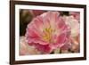 Pink Hybrid Tulip-Richard T. Nowitz-Framed Photographic Print