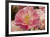 Pink Hybrid Tulip-Richard T. Nowitz-Framed Photographic Print