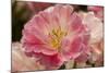 Pink Hybrid Tulip-Richard T. Nowitz-Mounted Photographic Print