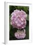 Pink Hydrangea Bloom-Anna Miller-Framed Photographic Print