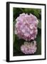 Pink Hydrangea Bloom-Anna Miller-Framed Photographic Print