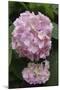 Pink Hydrangea Bloom-Anna Miller-Mounted Photographic Print