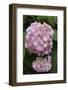 Pink Hydrangea Bloom-Anna Miller-Framed Photographic Print