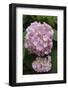 Pink Hydrangea Bloom-Anna Miller-Framed Photographic Print