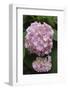 Pink Hydrangea Bloom-Anna Miller-Framed Photographic Print