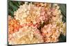 Pink Hydrangea Floral Fragment-Elen33-Mounted Photographic Print