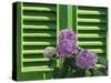 Pink Hydrangea Flowers in Front of Green Shutters of the Villa Durazzo, Liguria, Italy-Ruth Tomlinson-Stretched Canvas