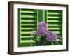 Pink Hydrangea Flowers in Front of Green Shutters of the Villa Durazzo, Liguria, Italy-Ruth Tomlinson-Framed Photographic Print