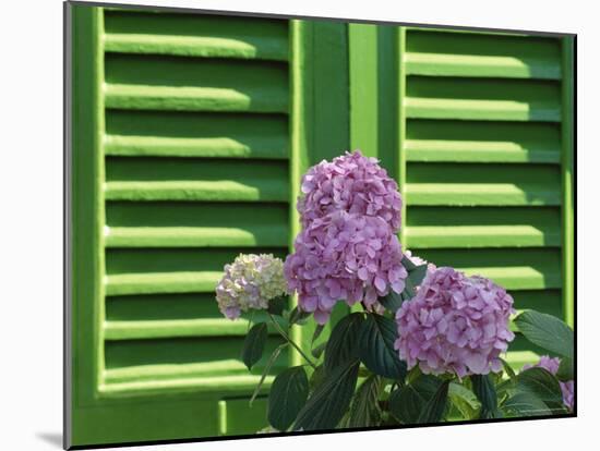 Pink Hydrangea Flowers in Front of Green Shutters of the Villa Durazzo, Liguria, Italy-Ruth Tomlinson-Mounted Photographic Print