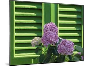 Pink Hydrangea Flowers in Front of Green Shutters of the Villa Durazzo, Liguria, Italy-Ruth Tomlinson-Mounted Photographic Print