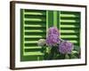 Pink Hydrangea Flowers in Front of Green Shutters of the Villa Durazzo, Liguria, Italy-Ruth Tomlinson-Framed Photographic Print