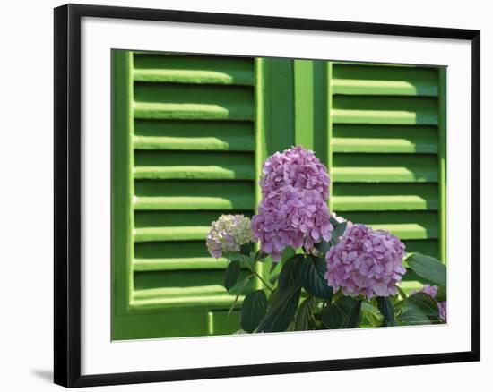 Pink Hydrangea Flowers in Front of Green Shutters of the Villa Durazzo, Liguria, Italy-Ruth Tomlinson-Framed Photographic Print