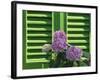 Pink Hydrangea Flowers in Front of Green Shutters of the Villa Durazzo, Liguria, Italy-Ruth Tomlinson-Framed Photographic Print