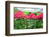 Pink Hydrangea Flowers-perlphoto-Framed Photographic Print