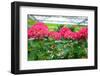 Pink Hydrangea Flowers-perlphoto-Framed Photographic Print