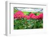 Pink Hydrangea Flowers-perlphoto-Framed Photographic Print