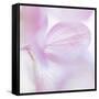 Pink Hydrangea I-Kathy Mahan-Framed Stretched Canvas
