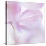 Pink Hydrangea I-Kathy Mahan-Stretched Canvas