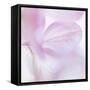 Pink Hydrangea I-Kathy Mahan-Framed Stretched Canvas