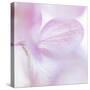 Pink Hydrangea I-Kathy Mahan-Stretched Canvas