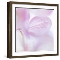 Pink Hydrangea I-Kathy Mahan-Framed Photographic Print