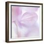 Pink Hydrangea I-Kathy Mahan-Framed Photographic Print