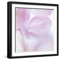 Pink Hydrangea I-Kathy Mahan-Framed Photographic Print