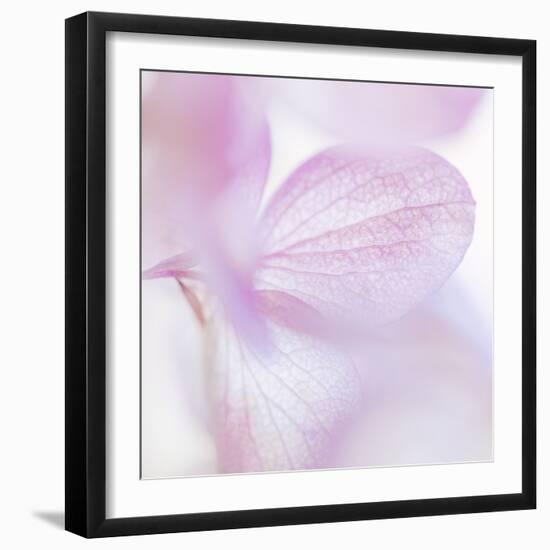 Pink Hydrangea I-Kathy Mahan-Framed Photographic Print