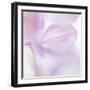 Pink Hydrangea I-Kathy Mahan-Framed Photographic Print