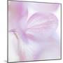 Pink Hydrangea I-Kathy Mahan-Mounted Photographic Print