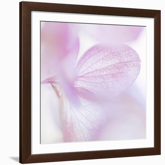 Pink Hydrangea I-Kathy Mahan-Framed Photographic Print