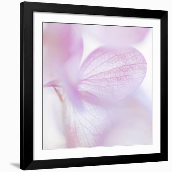 Pink Hydrangea I-Kathy Mahan-Framed Photographic Print