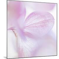 Pink Hydrangea I-Kathy Mahan-Mounted Photographic Print