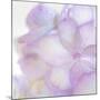 Pink Hydrangea II-Kathy Mahan-Mounted Photographic Print