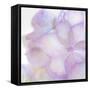 Pink Hydrangea II-Kathy Mahan-Framed Stretched Canvas