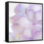 Pink Hydrangea II-Kathy Mahan-Framed Stretched Canvas