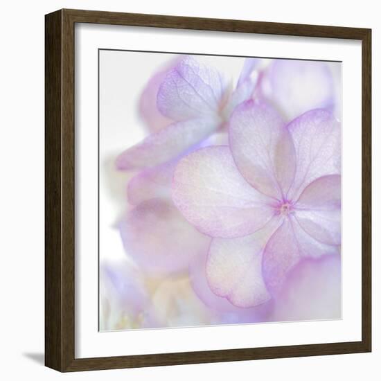 Pink Hydrangea II-Kathy Mahan-Framed Photographic Print