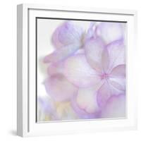 Pink Hydrangea II-Kathy Mahan-Framed Photographic Print