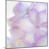 Pink Hydrangea II-Kathy Mahan-Mounted Photographic Print