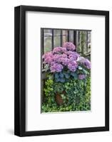 Pink hydrangea in pot at Longwood Gardens Conservatory, Pennsylvania-Darrell Gulin-Framed Photographic Print