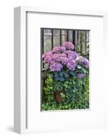 Pink hydrangea in pot at Longwood Gardens Conservatory, Pennsylvania-Darrell Gulin-Framed Photographic Print