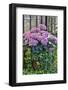 Pink hydrangea in pot at Longwood Gardens Conservatory, Pennsylvania-Darrell Gulin-Framed Photographic Print