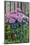 Pink hydrangea in pot at Longwood Gardens Conservatory, Pennsylvania-Darrell Gulin-Mounted Photographic Print