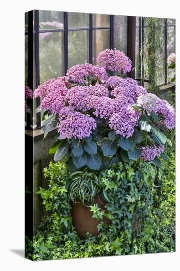 Pink hydrangea in pot at Longwood Gardens Conservatory, Pennsylvania-Darrell Gulin-Stretched Canvas