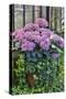 Pink hydrangea in pot at Longwood Gardens Conservatory, Pennsylvania-Darrell Gulin-Stretched Canvas