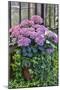 Pink hydrangea in pot at Longwood Gardens Conservatory, Pennsylvania-Darrell Gulin-Mounted Photographic Print