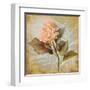 Pink Hydrangea Portrait-Lanie Loreth-Framed Art Print