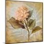 Pink Hydrangea Portrait-Lanie Loreth-Mounted Art Print