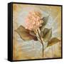 Pink Hydrangea Portrait-Lanie Loreth-Framed Stretched Canvas