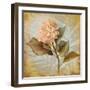 Pink Hydrangea Portrait-Lanie Loreth-Framed Art Print